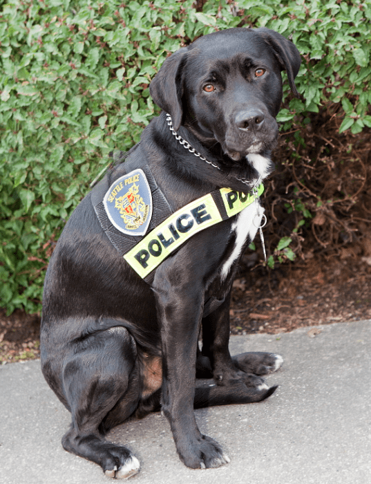 Meet The Newest Member Of SPD's Arson/Bomb Squad - SPD Blotter