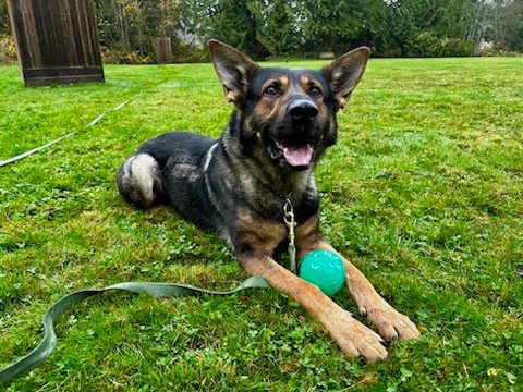 police k9 officer frodo, a german shepherd